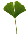Zweilappiges Blatt des Ginkgo biloba