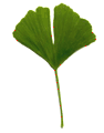 Ginkgo biloba